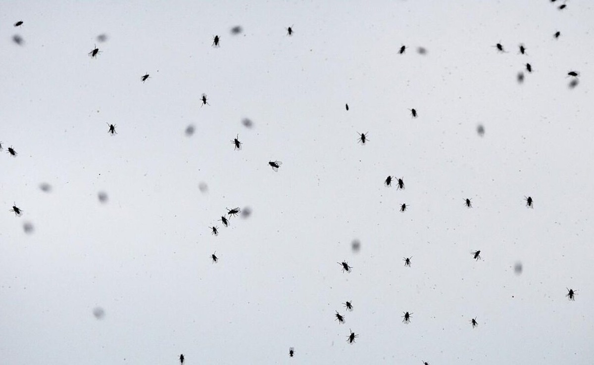 Мошки больше не заведутся в вашем доме: поможет копеечное средство с вином / Фото: Pogovorim.by

