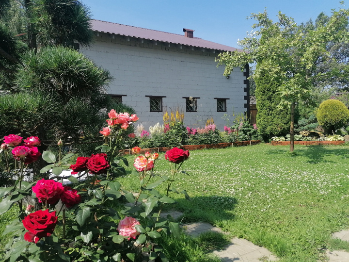 Розы в нашем саду. Фото автора @Маша Генералова