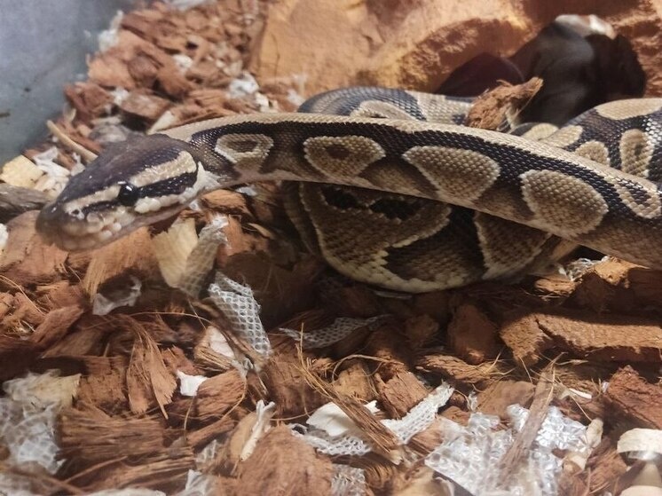     Фото: Архив МК в Великом Новгороде