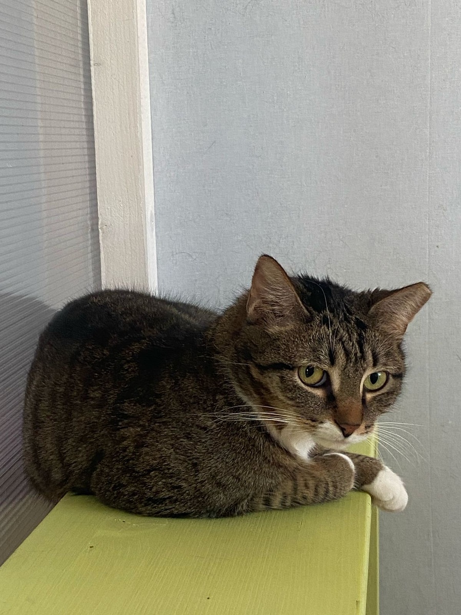 Та самая кошка  Василиса