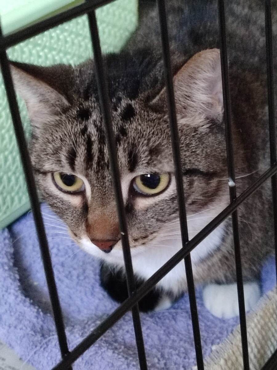 До этого кошка жила на улице 