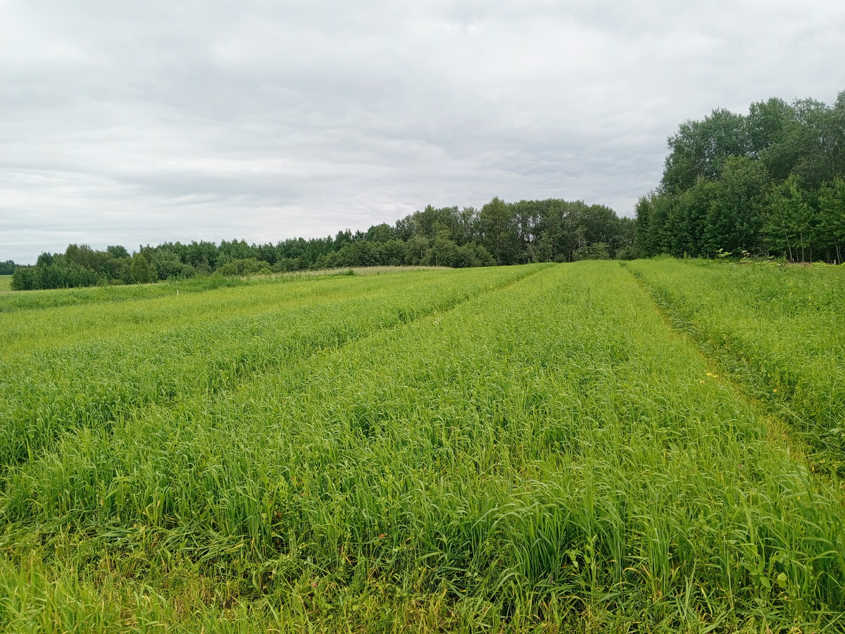 Кущение овса на опыте