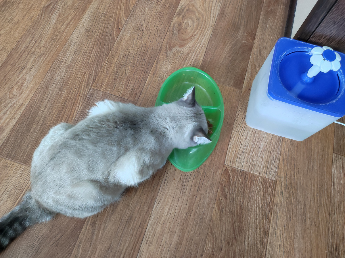 Завтракает 