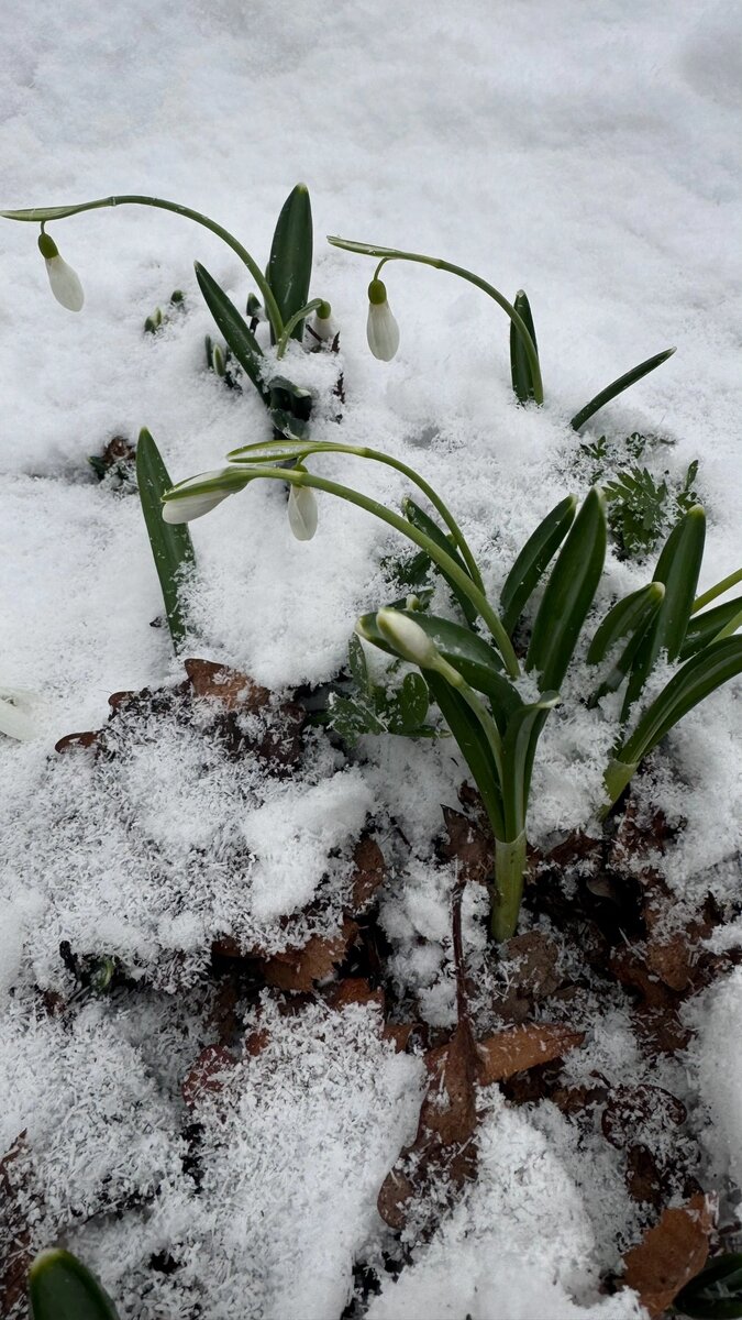 Подснежники на Аю-Даге в феврале 