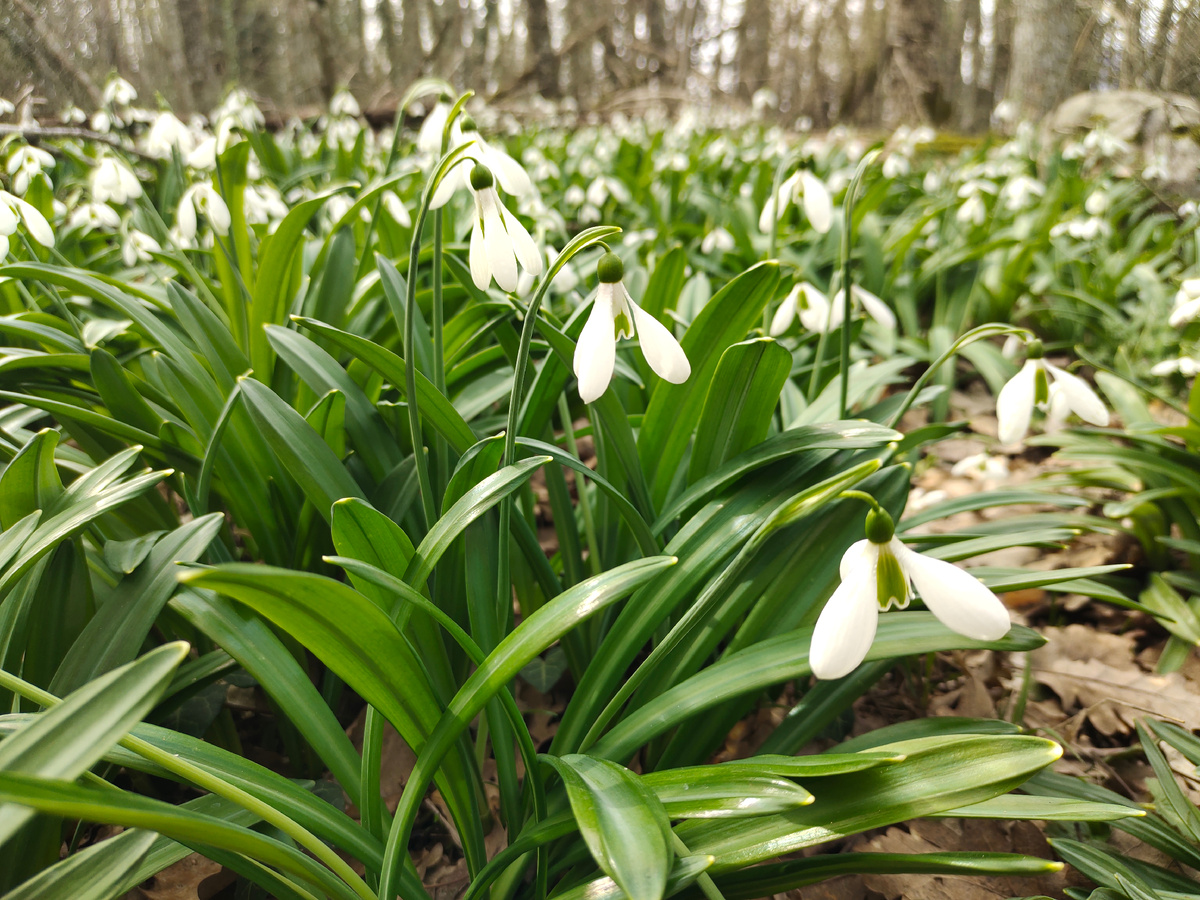 Подснежники на Аю-Даге