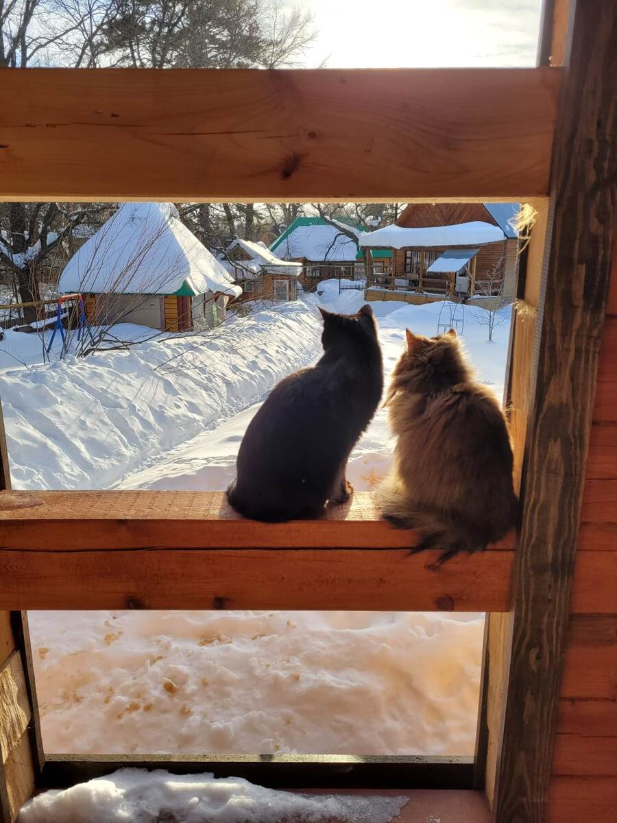 А мне захотелось проиллюстрировать завершающий полет уютным фото. В путь, котики! Фото автора.