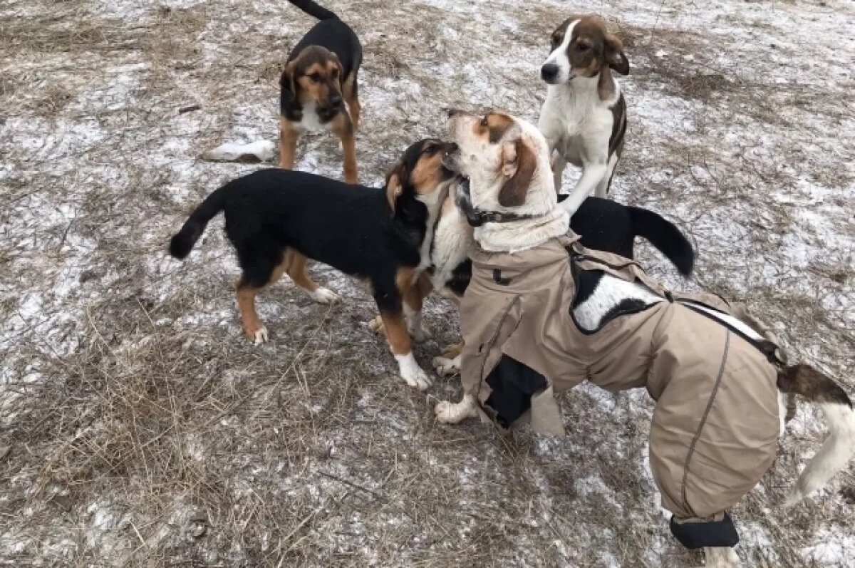    Закон, позволяющий умерщвлять собак, поддержали в Волгоградской облдуме