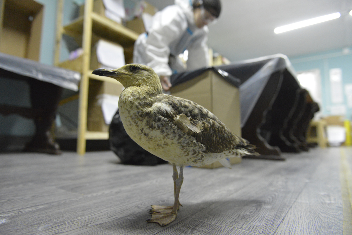 Чайка Ливингстон в комнате для кормления. Фото: Николай Шпиленок
