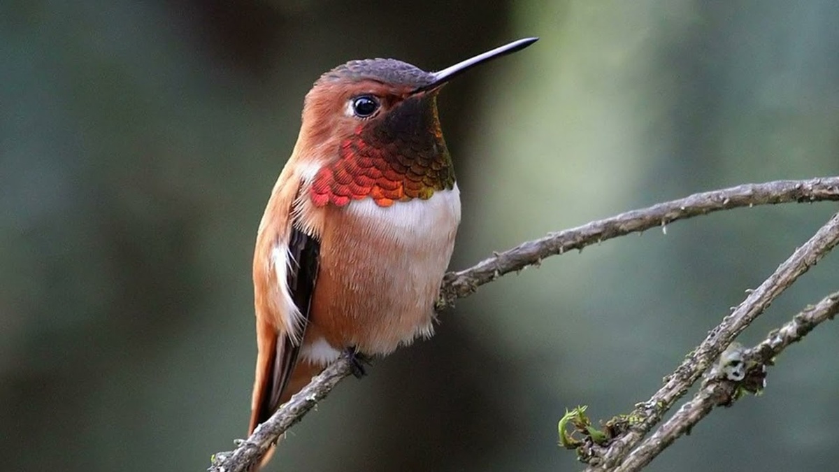 Охристый колибри. Фото взято из открытого источника.