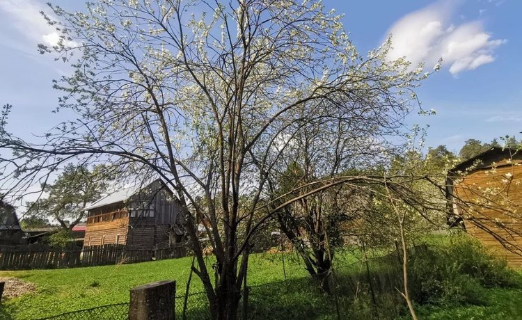    Короед на яблоне, огневка и другие вредители коры и древесины – есть ли шанс спасти деревья