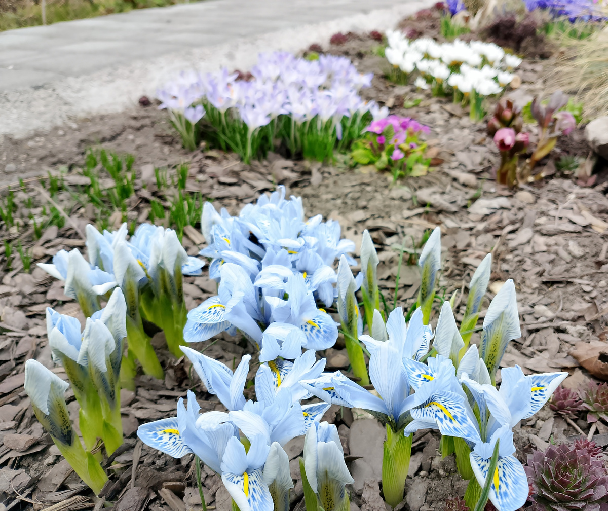 Начало цветения