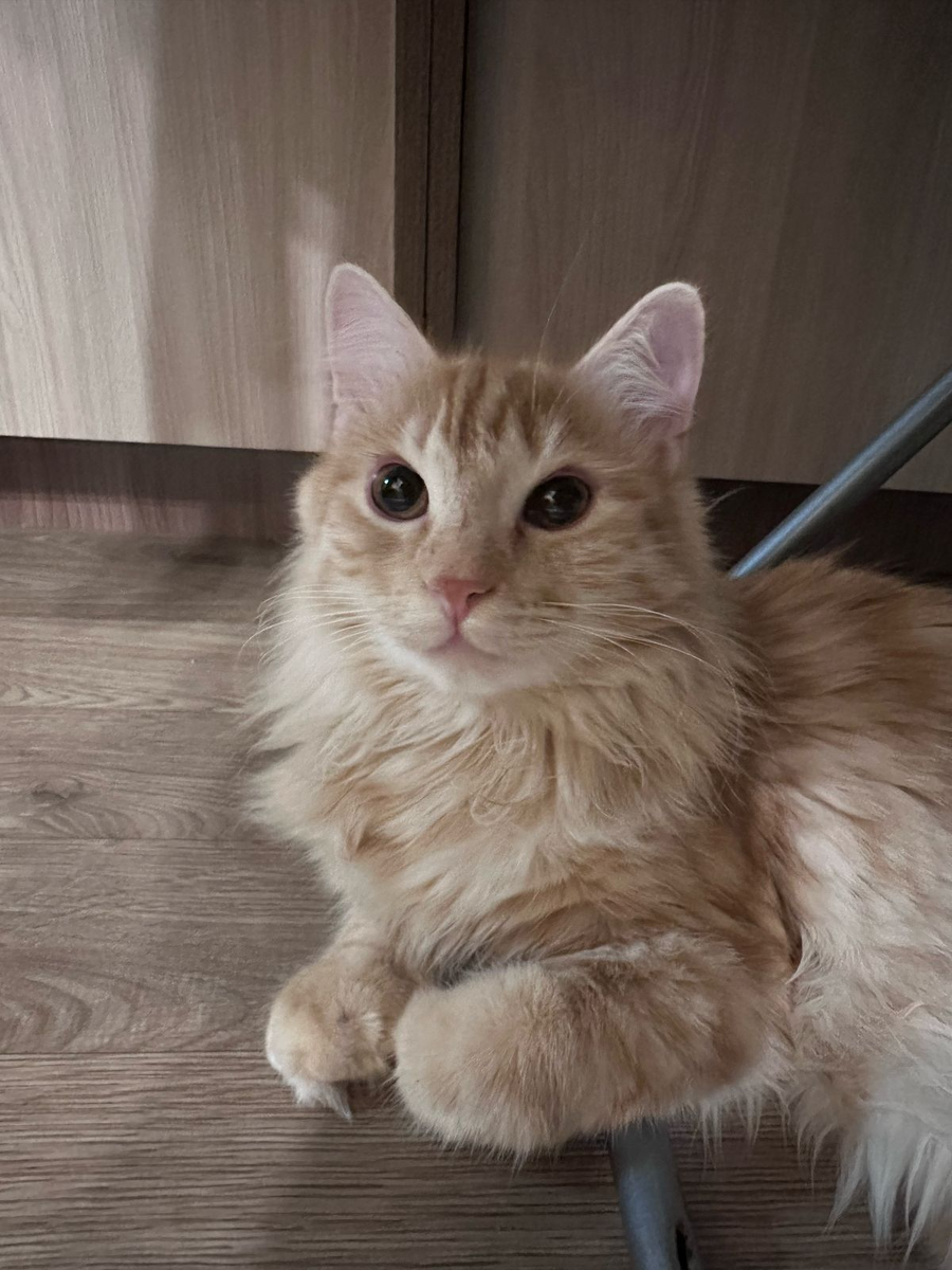 Симба – собственной персоной.