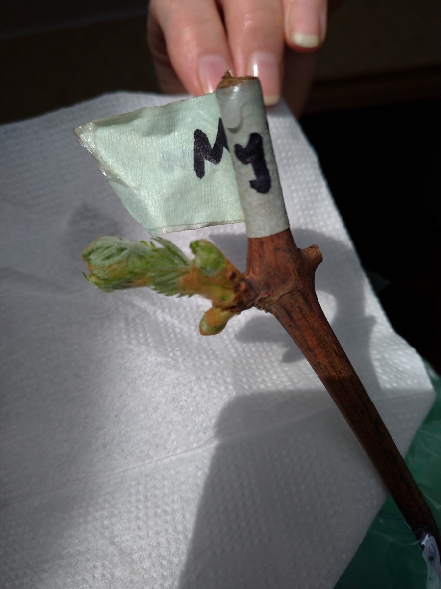 Фото подписчика 