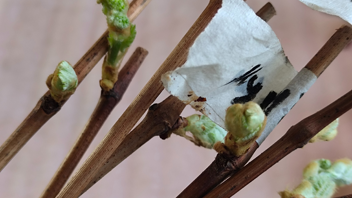 Открытие верхних почек на черенках винограда 