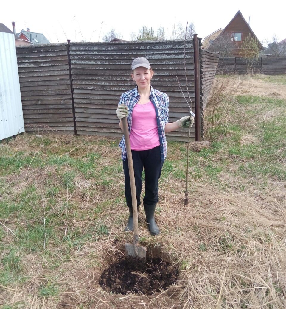 Самая первая яблонька в моих руках. Медленно растёт (она даже сейчас, через 7 лет ростом не выше меня), но шикарно плодоносит. 