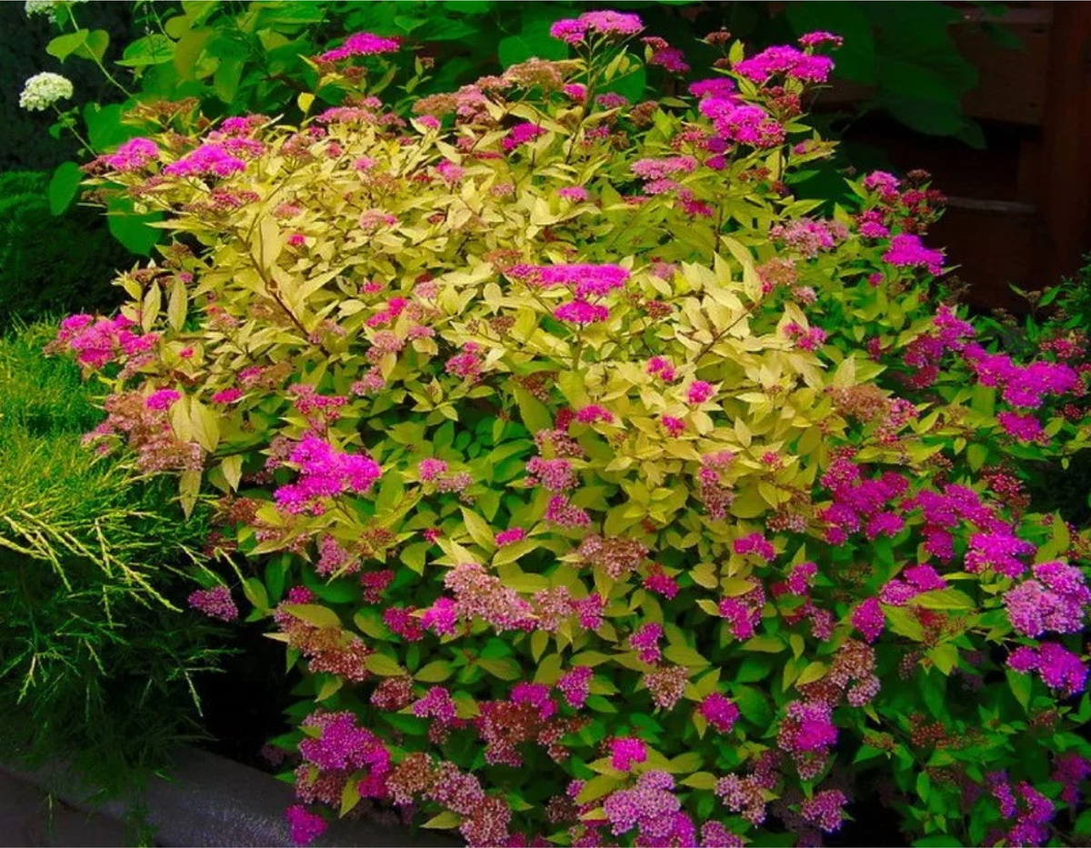 Фото с сайта omsksadovod.ru