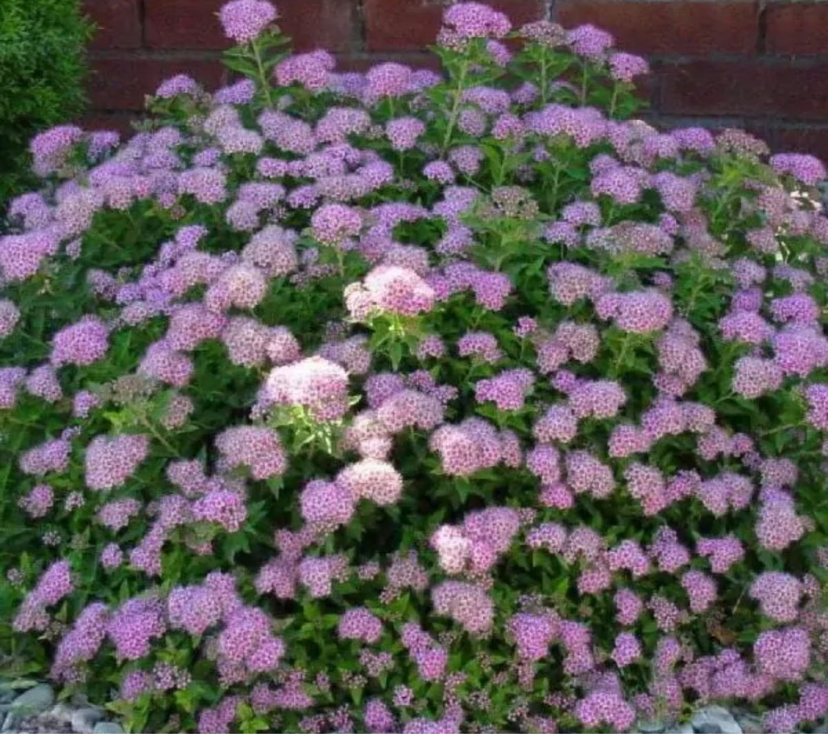 Фото с сайта omsksadovod.ru