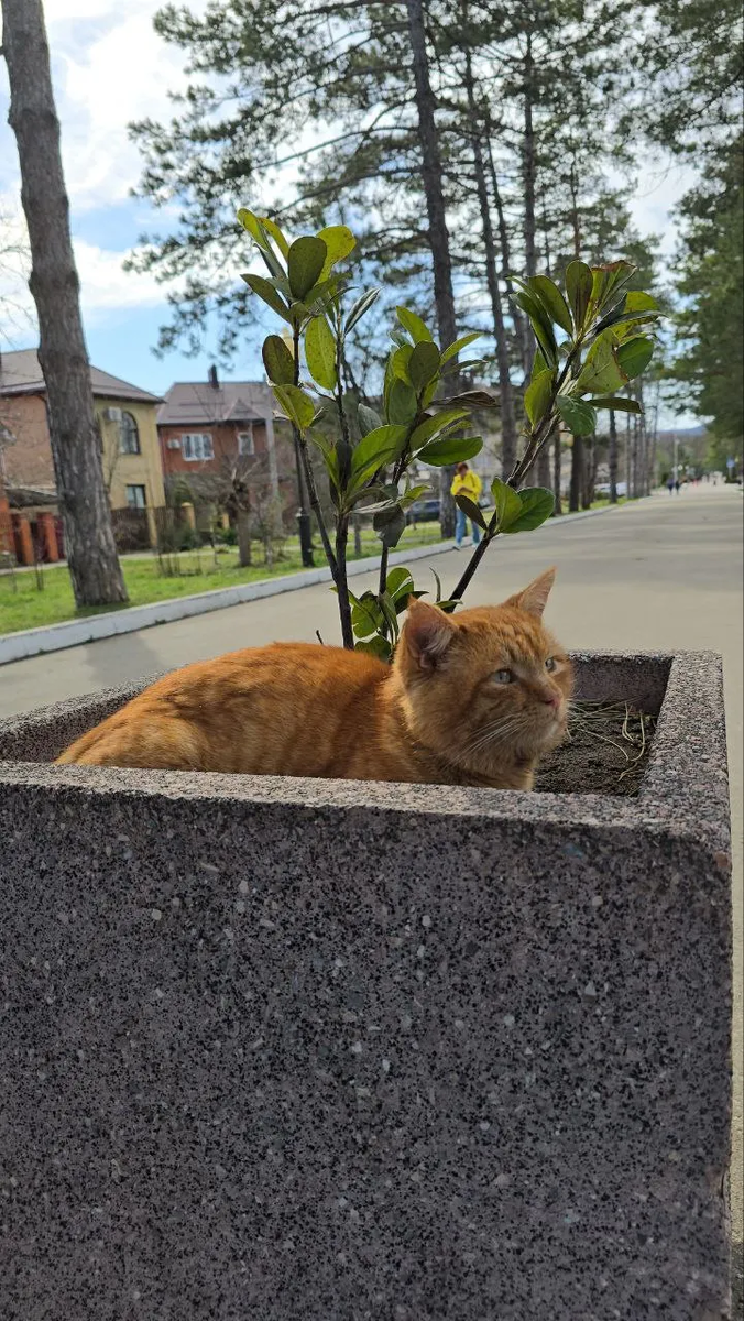 Это киса в самом ГК в центре города. Я уже отдала другой кошке пакетик кошачьего корма, поэтому этой дала творожную плюшку с маком, которую пекла к Пуриму. На удивление, съела  