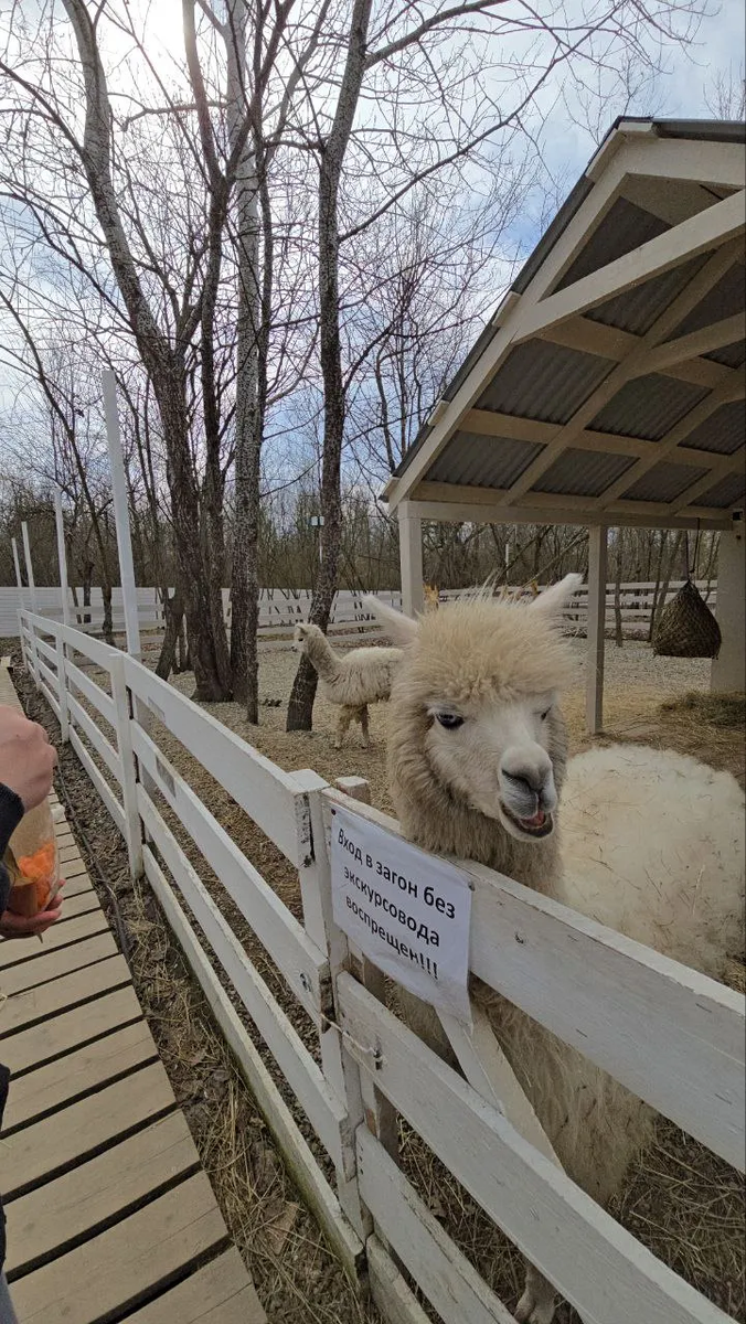 Вот эта  меня плюнула - посмотрите на ее разбойничью морду