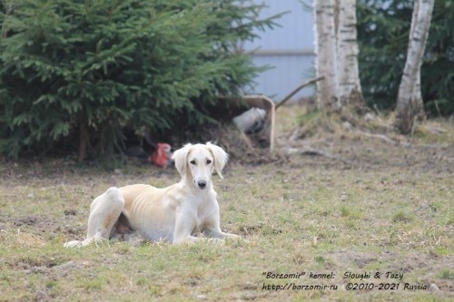 Борзая тазы Борзомир Джин
