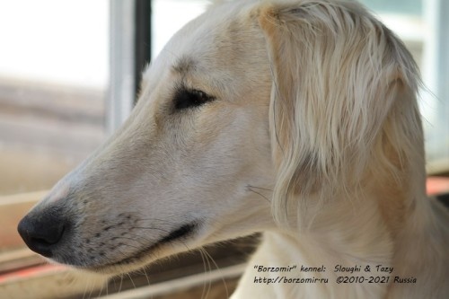 Борзая тазы Борзомир Джин