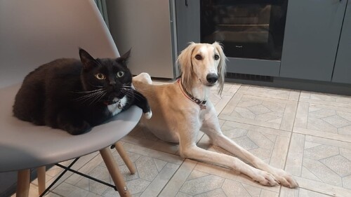 Борзая тазы Борзомир Джин