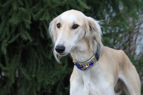 Борзая тазы Борзомир Джин