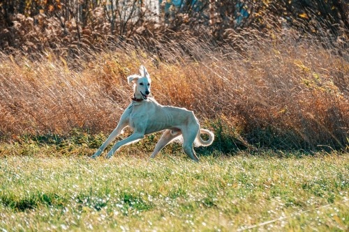 Борзая тазы Борзомир Джамаль