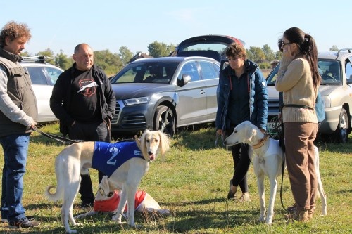 Тазы питомника Борзомир