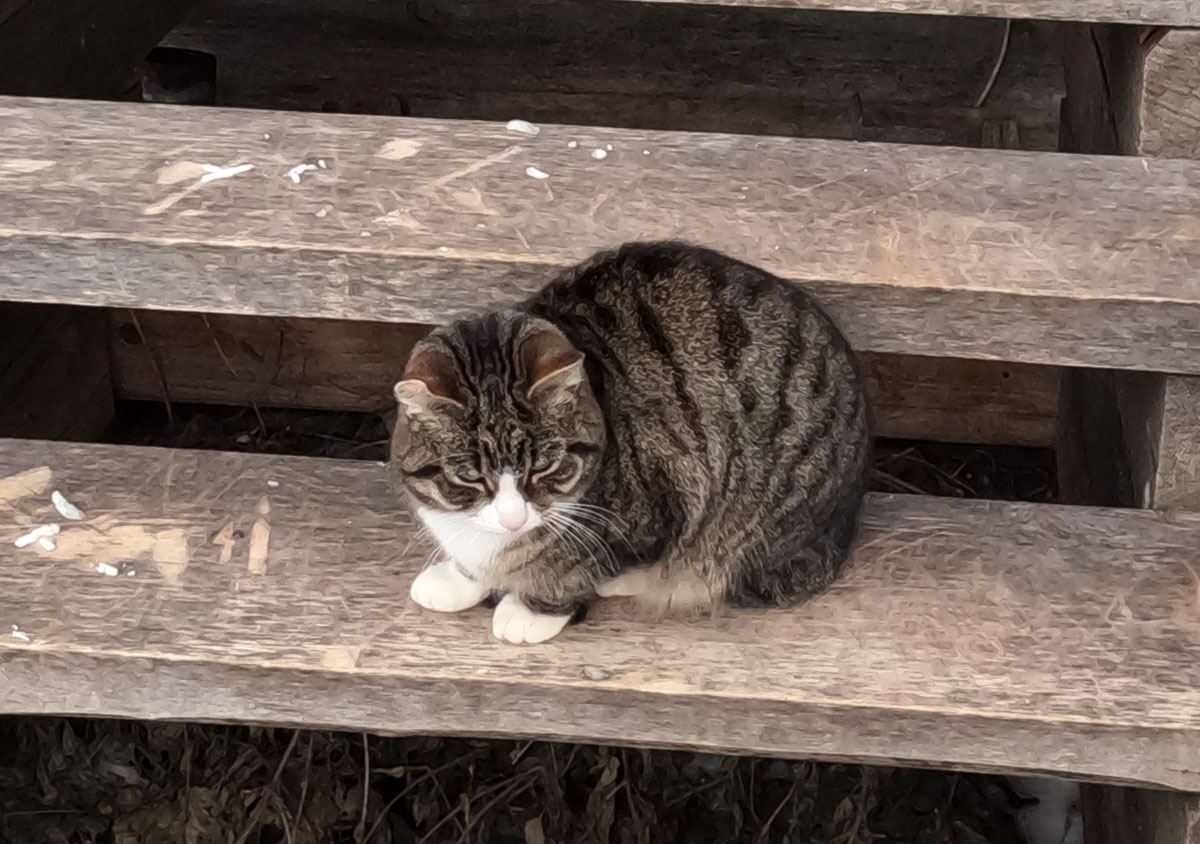 Котик Дизель