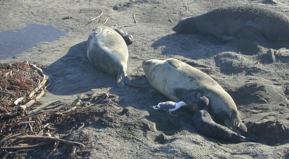   Dawn Endico / Flickr / CC BY-SA 2.0