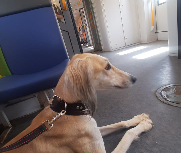 С большой собакой на МЦД - поездка Борзомир Джин