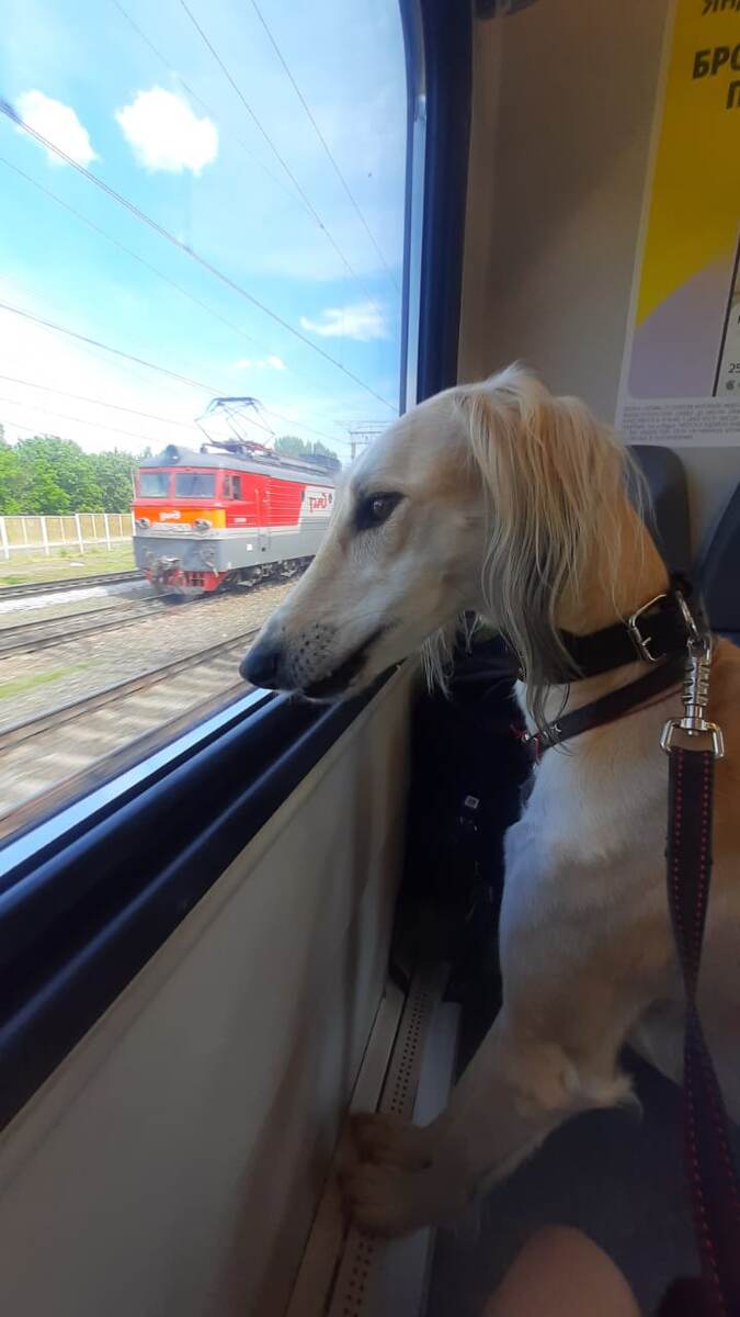 Борзая тазы Борзомир Джин