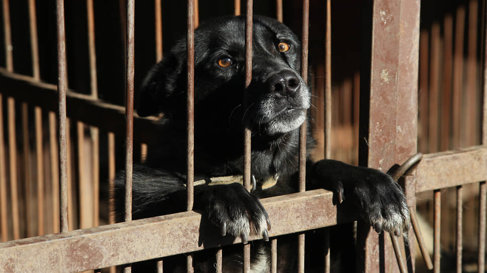 Нижегородские власти сочли законопроект недоработанным.📷Фото: Роман Яровицын / Коммерсантъ