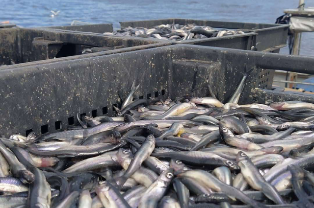    Фото: Администрация Ленинградской области