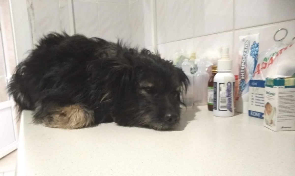 Собака породы двор терьер на лечении в клинике