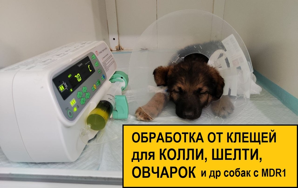 Щенок овчарки на лечение в стационаре