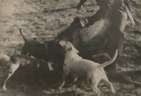 Охота на кабана