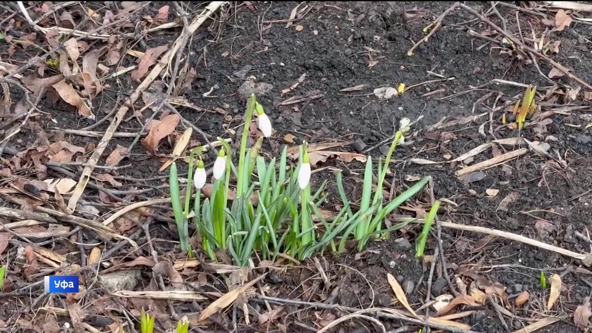    Появившиеся подснежники сняли на видео в лесном массиве в Уфе