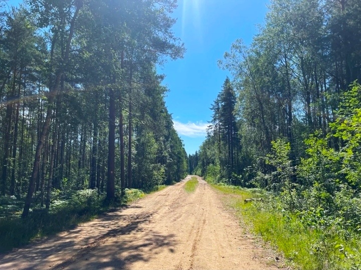 Маршрут проходит по лесной дороге