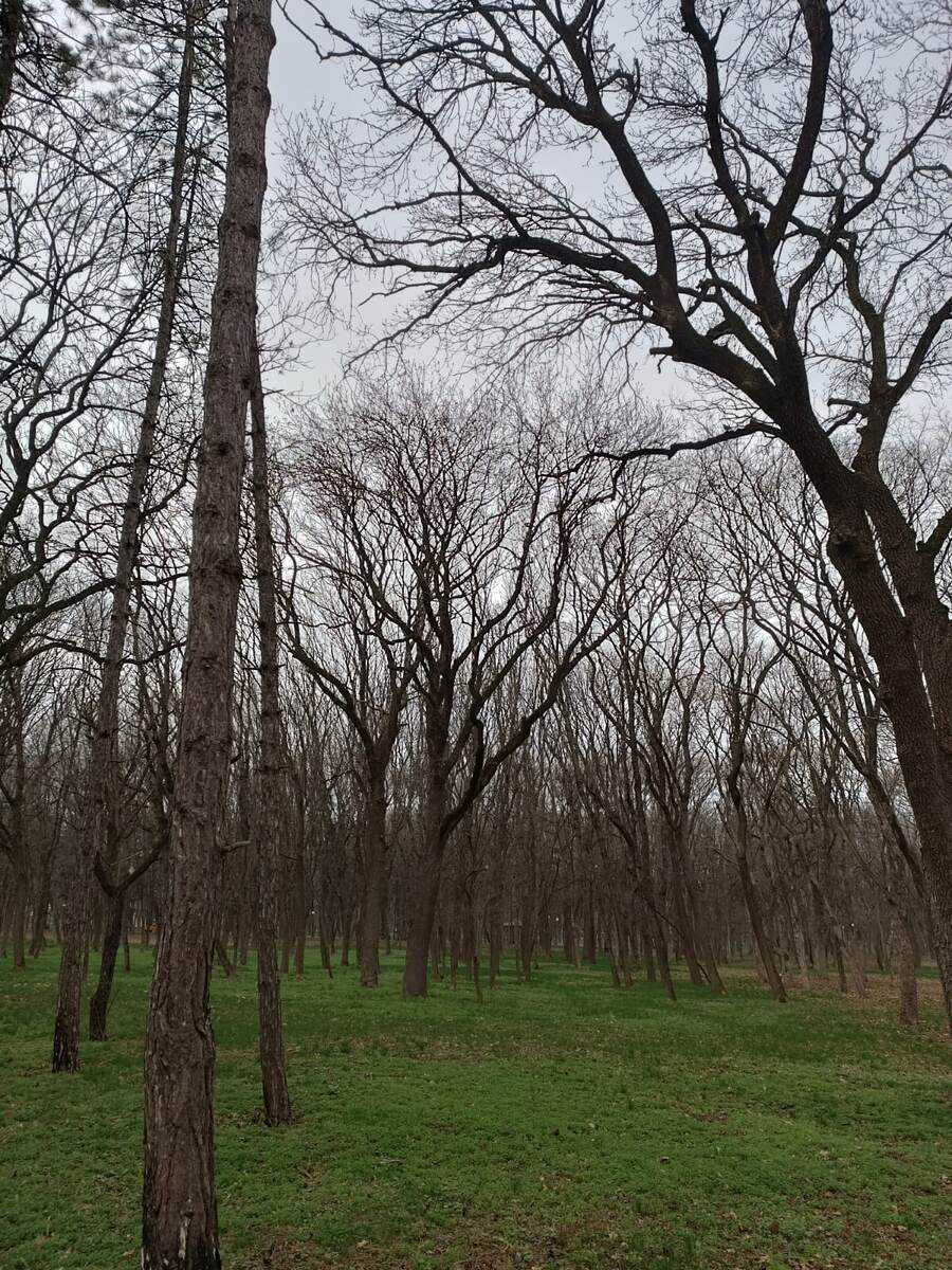 Наш парк сегодня, 18 марта, в преддверии холодов.