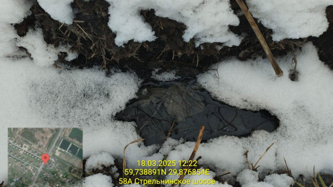 Фото: "Экосовет Ленобласти"