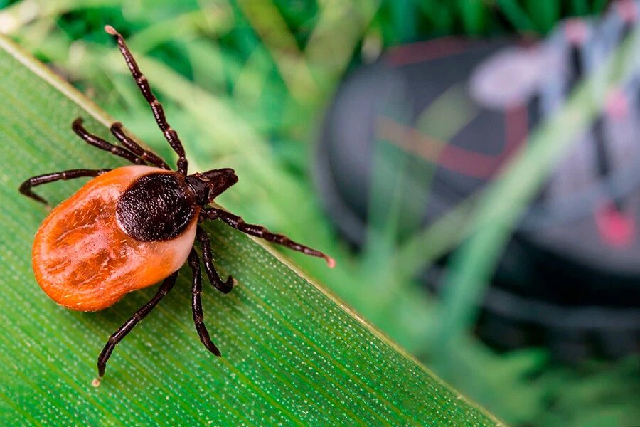    Фото: KPixMining / Shutterstock.com