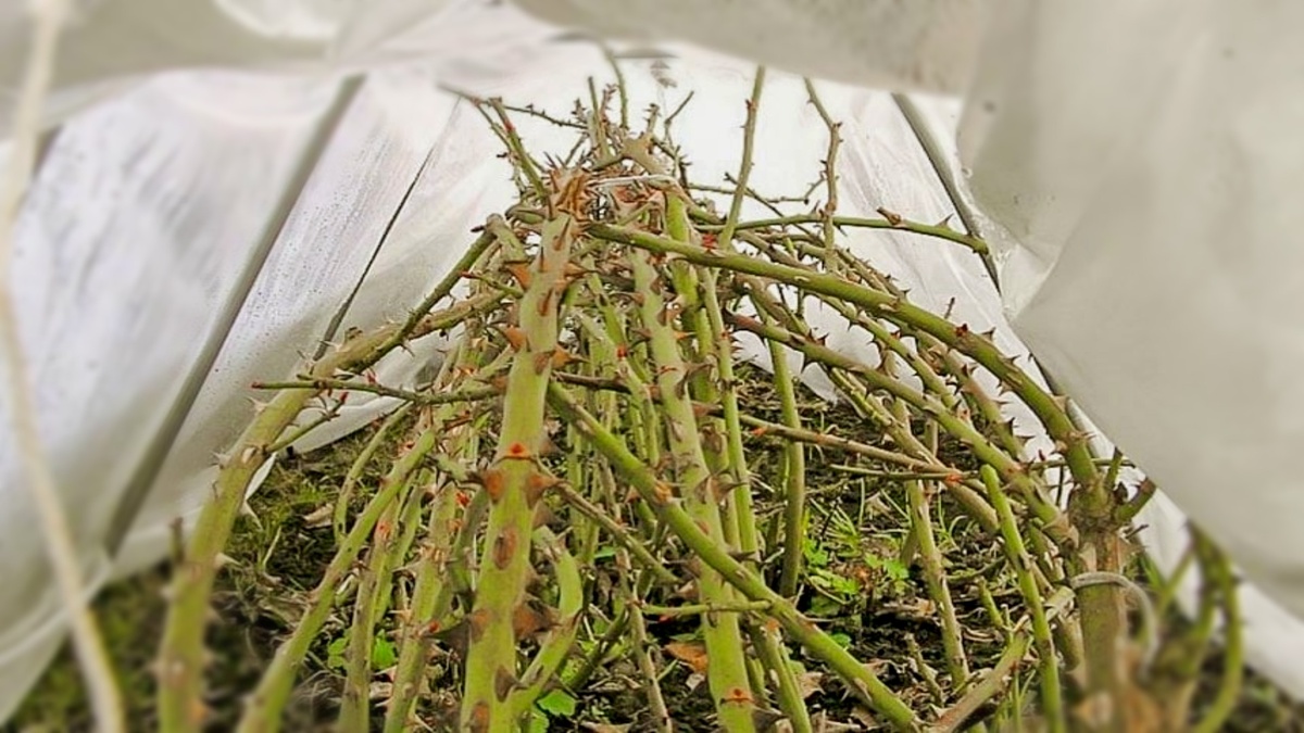 когда открывать розы в Подмосковье после зимы