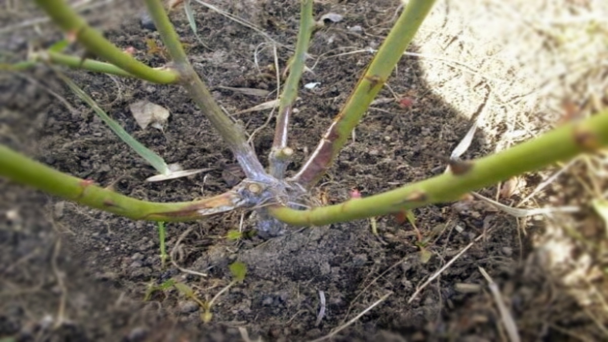 когда открывать розы в Подмосковье после зимы