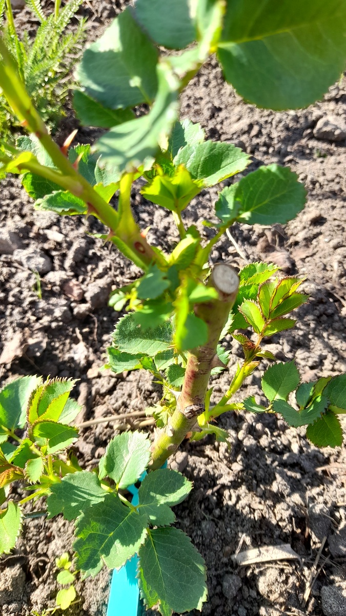 Первогодка. Фото автора 