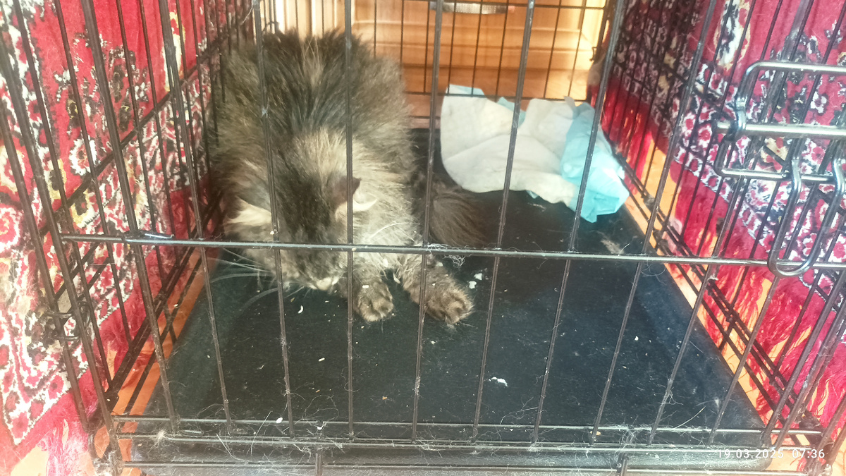 Ничего у него там нет, так как он все рушит, падая. Даже сорвал пеленку на липучке. 