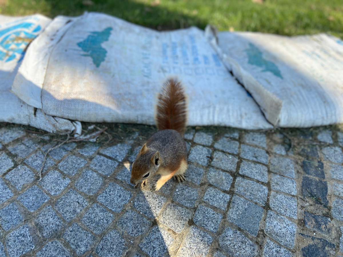 Белки в парке Эмирган. Стамбул