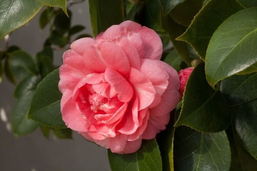 Красная Камелия 