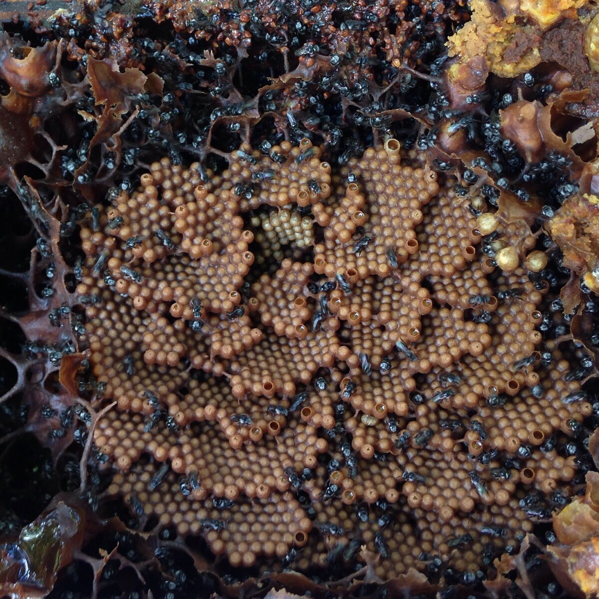 Источник изображения: nl.pinterest.com